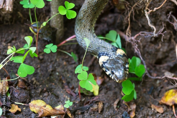 Fototapeta Collared snake, Grass snake in the Nature (Natrix natrix)