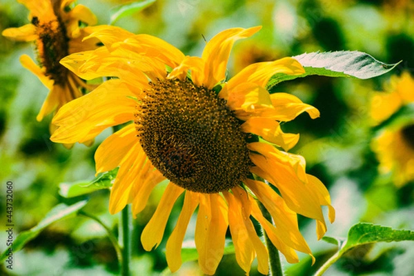 Obraz bee and sunflower