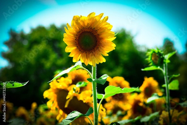 Obraz sunflower in the field