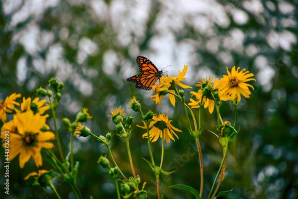 Obraz butterfly on a flower