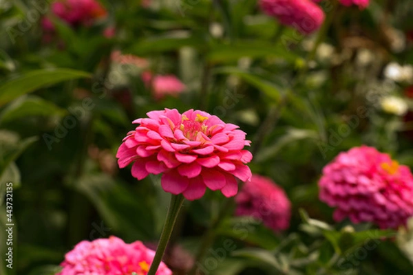 Obraz pink flower