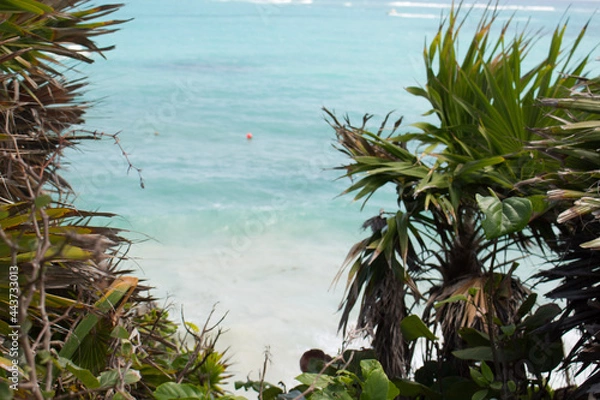 Obraz palm trees on the beach