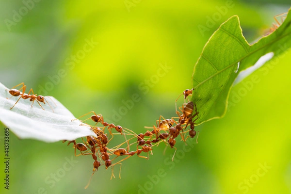 Fototapeta Ant action standing.Ant bridge unity team,Concept team work together Red ant,Weaver Ants (Oecophylla smaragdina),Action of ant carry food