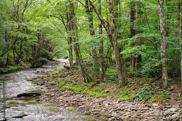 Obraz Forest Stream in Summer