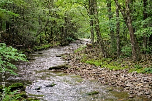 Obraz Forest Stream in Summer