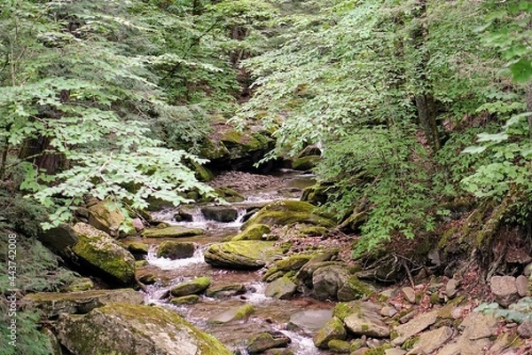 Obraz Forest Stream in Summer
