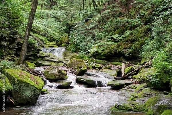 Obraz Forest Stream in Summer