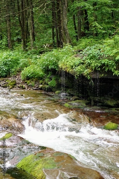 Obraz Forest Stream in Summer