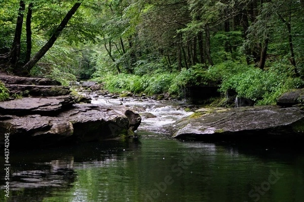 Obraz Forest Stream in Summer