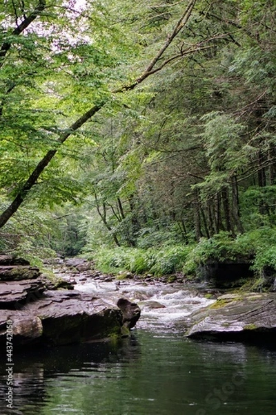 Obraz Forest Stream in Summer