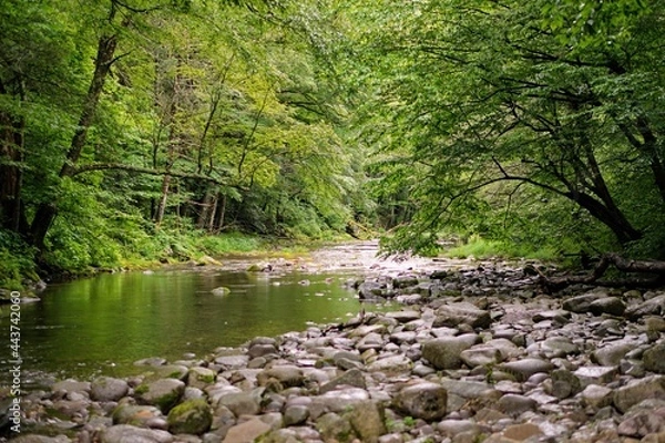 Obraz Forest Stream in Summer