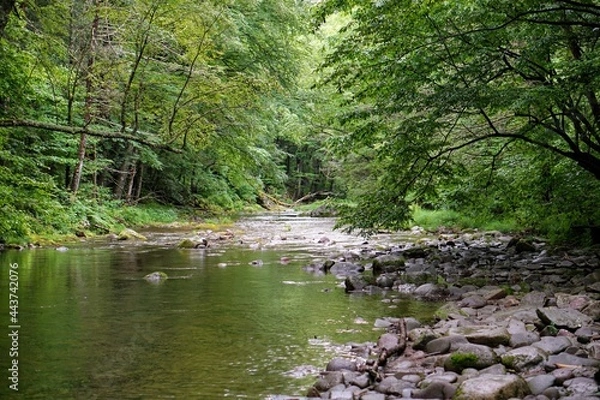 Obraz Forest Stream in Summer