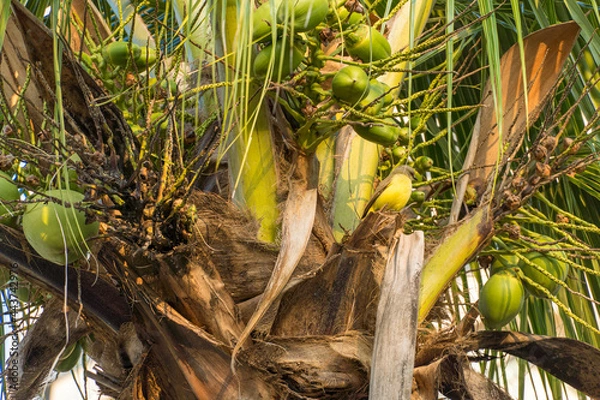 Obraz Coconut tree full of coconuts on a sunny day. Park in Brazil.