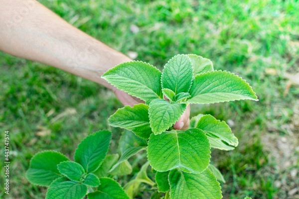 Fototapeta Man harvesting Boldo (Plectranthus barbatus) leaves. with green blurred background and copy space