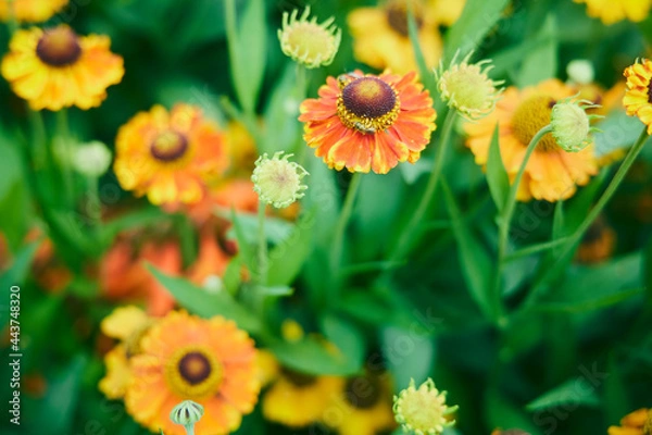 Fototapeta 自然 庭 花壇 ポピー