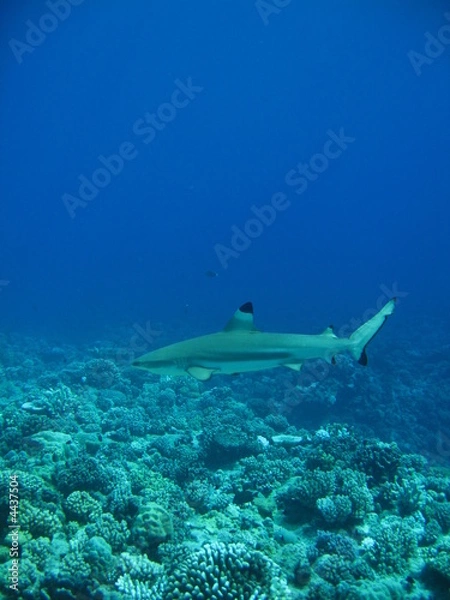 Fototapeta Tiburon punta negra de Tahiti