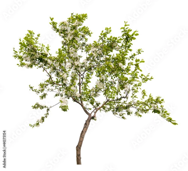 Obraz mały kwiat jabłoni