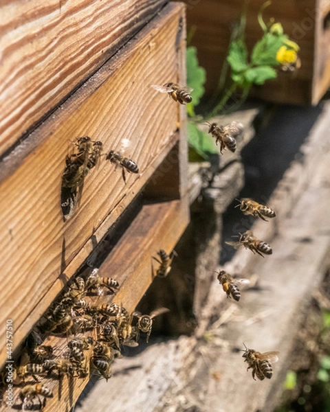 Obraz Медоносные пчелы. Пасека. Производство меда.