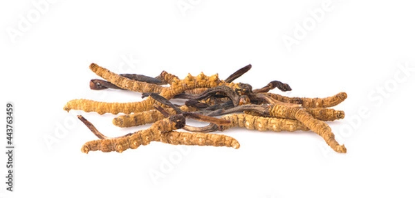 Obraz Ophiocordyceps sinensis (CHONG CAO, DONG CHONG XIA CAO) or mushroom cordyceps this is a herbs on white background