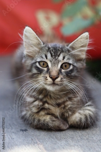 Obraz cat on the table