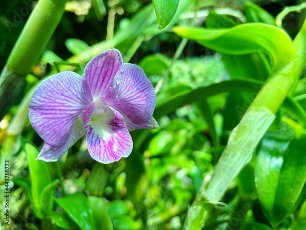 Obraz Closeup purple orchids with water droplets make them look fresh.
