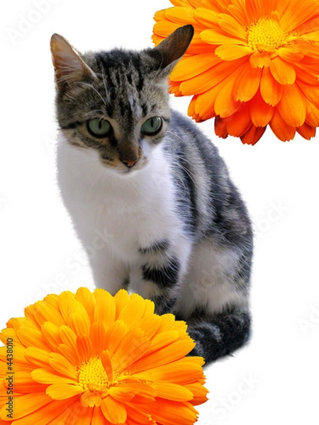 Obraz Marigold Kitty
