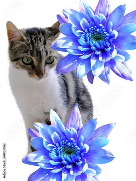 Obraz Chrysanthemum Kitty