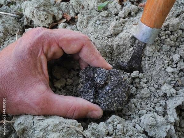 Obraz polowanie na trufle