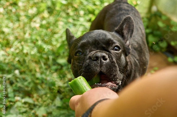 Fototapeta French bulldog is resting in nature. dog in nature eating a freshly grown cucumber on the background of grass