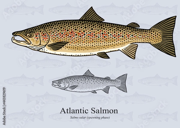 Fototapeta Atlantic Salmon (Spawning Phase). Vector illustration with refined details and optimized stroke that allows the image to be used in small sizes.