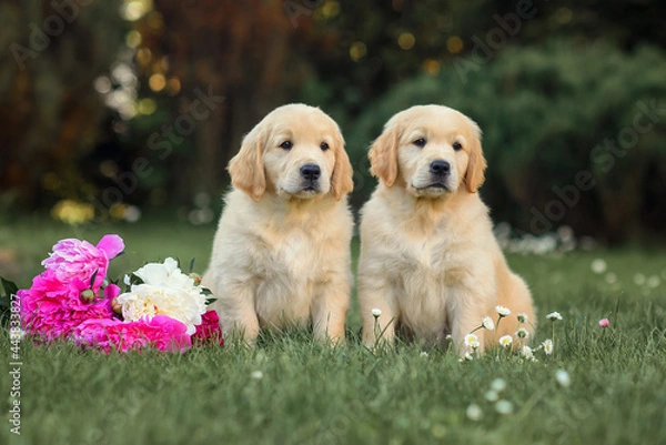 Fototapeta puppy dog golden retriever sits with a rose flower on the path. dog in summer