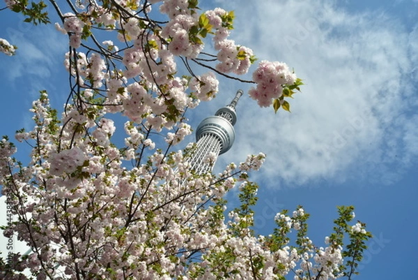 Obraz 東京スカイツリーと桜