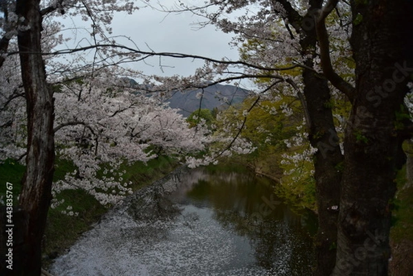 Obraz 上田城の桜