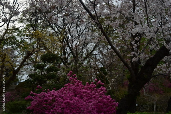 Obraz 上田城の桜