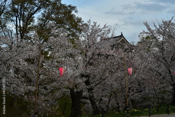 Obraz 上田城の桜
