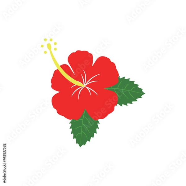 Obraz ハイビスカスのイラスト