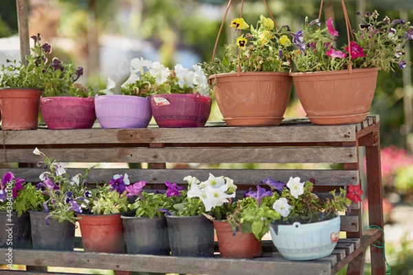 Obraz Cute bright potted flowers in the garden center or backyard on sunny day. Spring, summer background. Flower growing concept