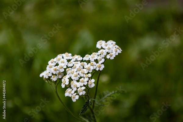 Obraz flowers on a green background
