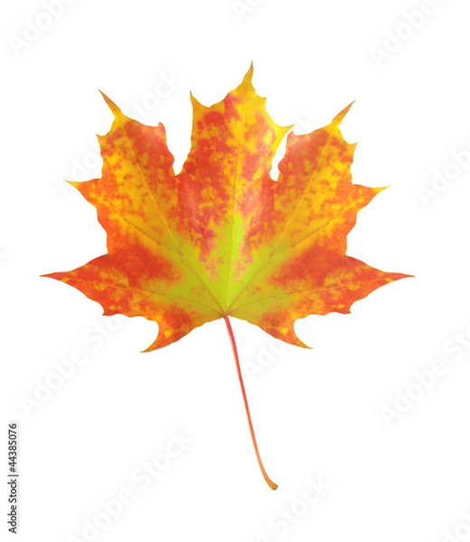 Fototapeta colorful autumn maple leaf isolated on white background