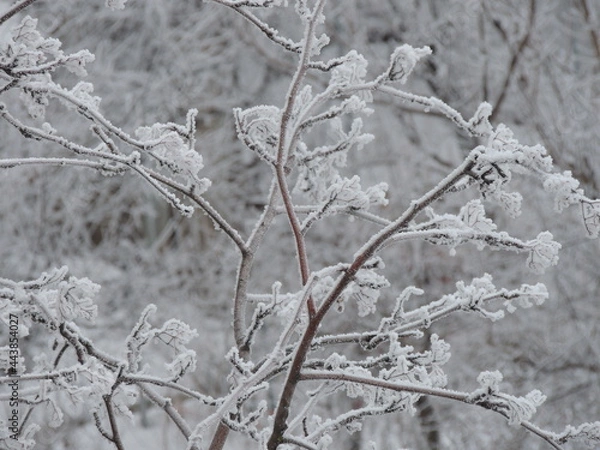 Obraz snow covered tree