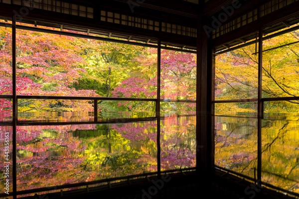 Fototapeta 瑠璃光院