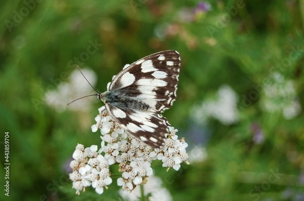 Obraz Schmetterling sitzt auf einer Blume.