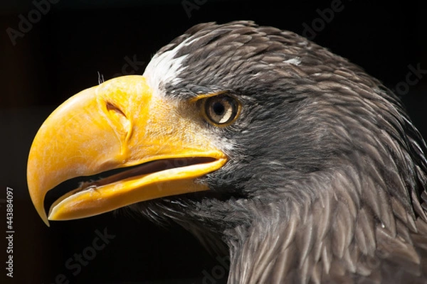 Obraz russischer Riesenseeadler
