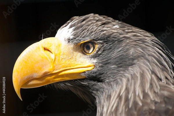 Obraz russischer Riesenseeadler
