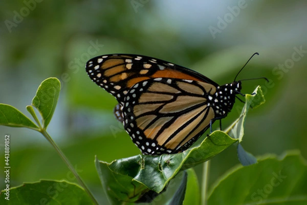Obraz monarch butterfly on a flower