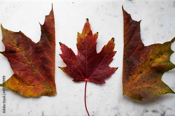 Obraz red maple leaf