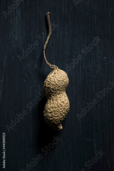 Obraz peanut