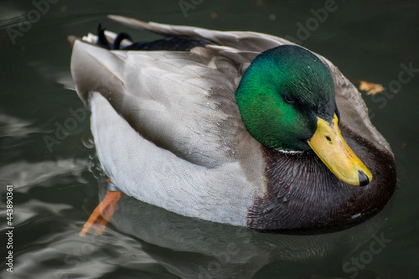 Obraz duck on the water