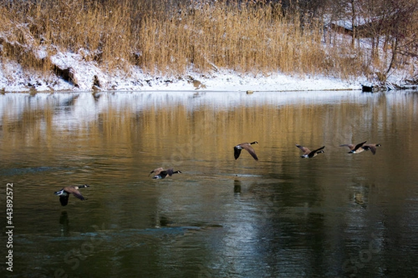 Obraz geese on the river