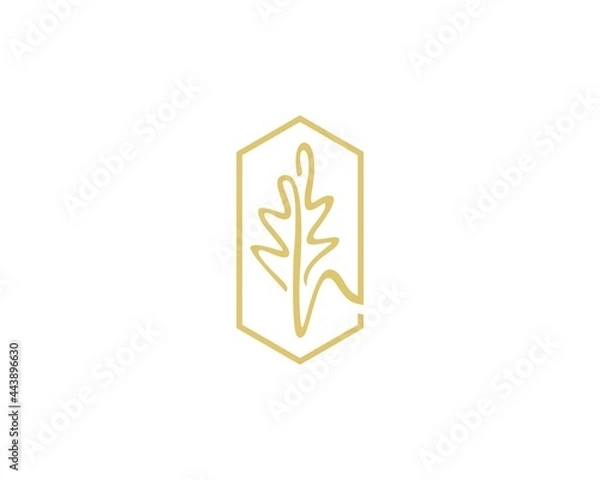 Fototapeta best oak leaf logo